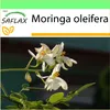 SAFLAX Garden to go - moringa - Moringa oleifera - 10 Náhľad obrázku produktu 10