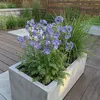 3x Polemonium caer. Bambino Blue P9H20 Produktbild-Vorschau 5