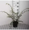 Cotoneaster franchetii - Fruchtmispel 40- 60 cm Container Produktbild-Vorschau 1
