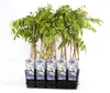 Wisteria floribunda Naga Noda 70-80 cm -  japanischer Produktbild-Vorschau 1