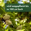 Meine Orangerie - Zwergobst Stämmchen Mandel - Zwergmandel Produktbild-Vorschau 7