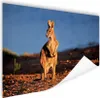 MuchoWow® Poster Känguru - Tier - Sonne - Natur 180x120 cm Produktbild-Vorschau 1