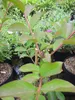 Lagerstroemia indica Acoma - Chinesische Kräuselmyrte - Produktbild-Vorschau 2