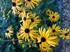 6 x Rudbeckia Fulgida 'Goldsturm ' - Sonnenhut Topf 9cm x Produktbild-Vorschau 1