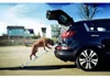 4Pets : Rampe EasySteps Voir les images du produit 5