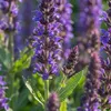 Bloomique - Lot de 6 - Salvia Blaukönigin - Sauge - Voir les images du produit 4