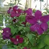 A close-up view of several deep purple clematis flowers in bloom, surrounded by lush green leaves. Produktbild-Vorschau