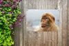 Gartenposter - 60x40 cm - Berberaffe Porträt  - Modernes Produktbild-Vorschau 6