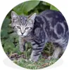 MuchoWow® Rundes Wandbild - Runde Bilder Katze - Haustier - Produktbild-Vorschau 1