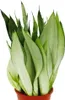 Sansevieria trifasciata "Moonshine" strieborný luk konope Náhľad obrázku produktu 2