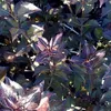 2 x Weigela florida 'Nana Purpurea' - Weigela florida 'Nana Náhľad obrázku produktu 2
