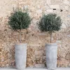 Bloomique - Olea Europaea - Drzewo oliwne na pniu - Rośliny Podgląd zdjęcia produktu 2