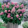 Bakker.com - Andenstrauch Pink Elle, Der topf / 2L / Produktbild-Vorschau 1