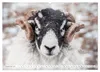 Schafe - Raues Wetter, weiche Wolle (Wandkalender 2027 DIN Produktbild-Vorschau 15