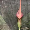 Amorofal (Amorphophallus borneensis)  – 1 wykiełkowane Podgląd zdjęcia produktu 1