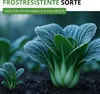 Pak Choi Chinesischer Senfkohl Samen - Brassica rapa - Produktbild-Vorschau 7