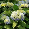 2 x  hortenzie  - Hydrangea macrophylla 'Nikko Blue'  | Náhled obrázku produktu 2