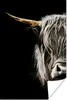 MuchoWow® Poster Schottischer Highlander - Porträt - Hoorn Produktbild-Vorschau 1