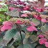 Tellerhortensie 'DAREDEVIL®' 30-40 cm, Cont. 2 l Produktbild-Vorschau 3