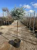 Sunny Tree - Eucalyptus gunnii 'Azura' auf Stamm - Produktbild-Vorschau 5