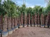 Palme Hanfpalme Trachycarpus Fortunei ca. 270cm - 300 cm – Produktbild-Vorschau 12