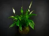 Gardners Kokedama Spathiphyllum (M) Náhled obrázku produktu 2