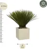 Lilia palmowa Yucca rostrata Ø30 cm ↕80 cm Egzotyczna Podgląd zdjęcia produktu 2