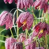 6 x Fritillaria meleagris - korony cesarskie - doniczka 9 x Podgląd zdjęcia produktu 3