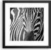 Gerahmtes Poster - Schwarzer Rahmen - Tiere Zebra gestreift Produktbild-Vorschau 1