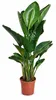 Strelitzia augusta 130–160 cm – Weiße Paradiesvogelblume, Produktbild-Vorschau 4