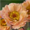 Stauden Gänge 3 x Geum chiloense 'Mai Tai‘ - apricotfarbene Produktbild-Vorschau 1