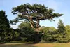 SAFLAX - Libanon - Zeder - 20 Samen - Cedrus libani Produktbild-Vorschau 8