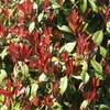 Fotinii Photinia fraseri Carré Rouge, 19cm, wysokosc 90cm, Podgląd zdjęcia produktu 4
