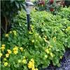 Plants by Frank | 48 Dreiblatt Golderdbeere Pflanzen | Produktbild-Vorschau 2