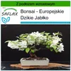 SAFLAX - Bonsai - Europejskie Jabłko - 30 Nasiona - Z Podgląd zdjęcia produktu 5