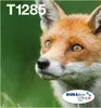 A close-up of a fox's face in a grassy environment. Anteprima dell’immagine prodotto