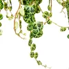 Závesná izbová rastlina Peperomia prostrata String of Náhľad obrázku produktu 2