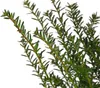 Dehner Gemeine Eibe, Taxus baccata, weiche Nadeln, 45-55 Produktbild-Vorschau 2