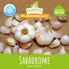 Artikelbild 3 von 'Winterpflanzknoblauch Sabadrome' aus der Kategorie Pflanzknoblauch Produktbild-Vorschau