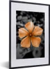 MuchoWow® MuchoWow® Gerahmtes Poster Blumen - Orange - Produktbild-Vorschau 1