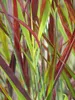 Stauden Gänge 5 x Panicum virgatum 'Cardinal' im 1 Liter Produktbild-Vorschau 4