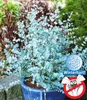 BALDUR Garten 1x Winterharter Eukalyptus Azura® im Produktbild-Vorschau 2