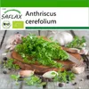 SAFLAX - BIO - kerblík - Anthriscus cerefolium - 800 Semena Náhled obrázku produktu 10