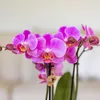 Orchidee Kolibri | Orchidea Phalaenopsis rosa-viola in vaso Anteprima dell’immagine prodotto 4