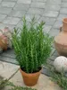 A potted rosemary plant sits on a stone patio, with terracotta pots and a decorative sphere in the background. Produktbild-Vorschau