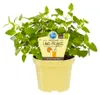 Limonadenpflanze - Limokraut- Agastache mexicana - Produktbild-Vorschau 1