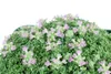 Thymus praecox 'Minor', Teppich-Thymian, aromatisch, ca. Produktbild-Vorschau 6