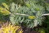Pinus parviflora 'Glauca', Japanische Kiefer, blau-grün, Produktbild-Vorschau 8