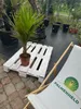 Spindelpalme Hyophorbe verschaffeltii 80-120 cm Produktbild-Vorschau 4