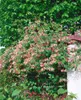 Lonicera periclymenum 'Serotina', Geißblatt, rot-gelb, Produktbild-Vorschau 4